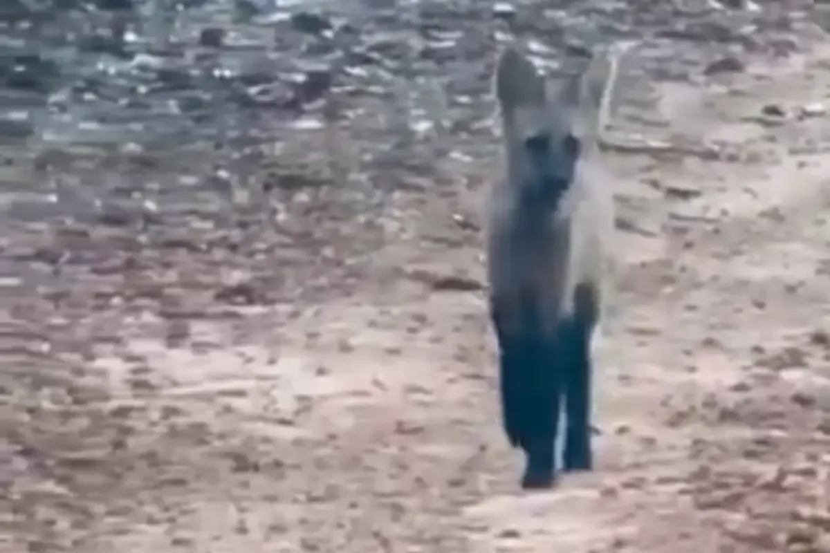 Vídeo registra filhote de lobo-guará durante trajeto rural em Palmelo