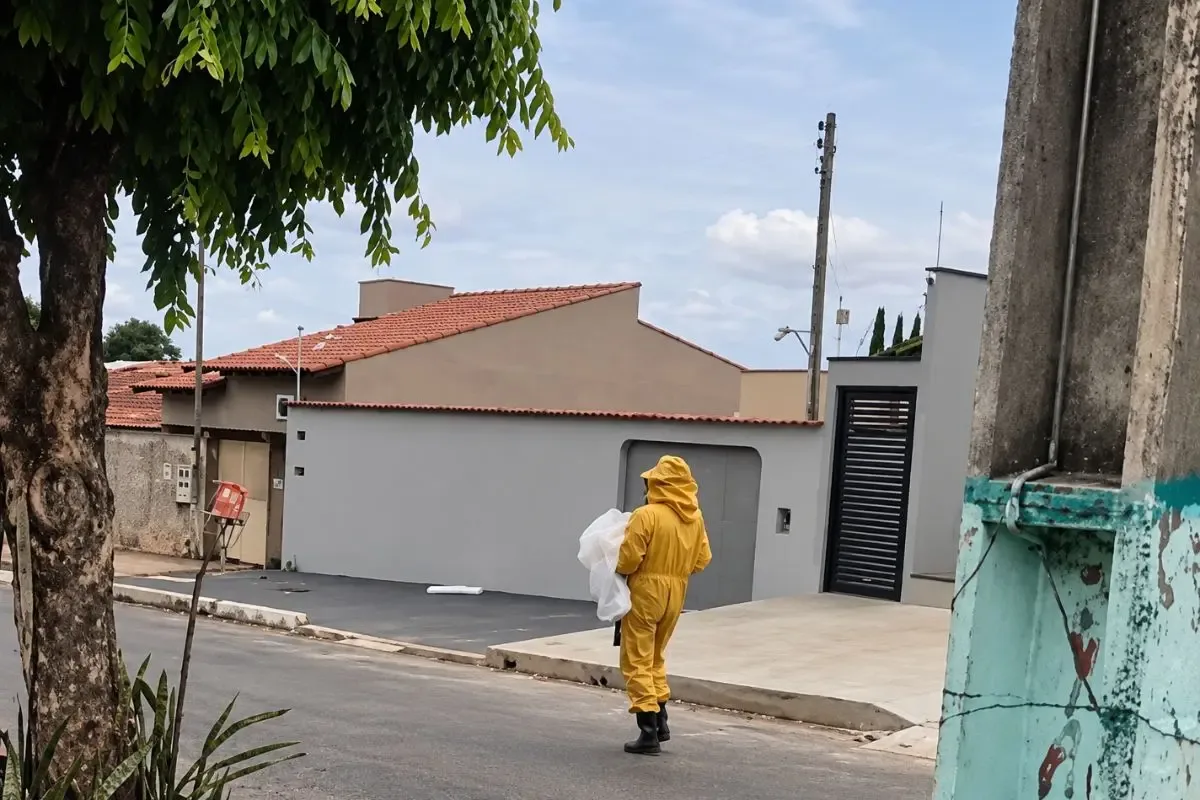 Cão morre após ferroadas enquanto moradores são retirados de área em Caldas Novas