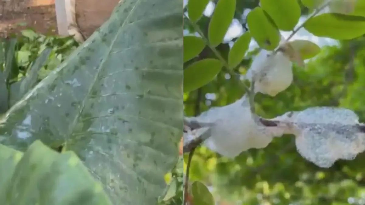 Espuma nas folhas explica gotejamento sob árvores de parque em Goiânia