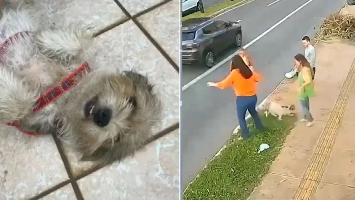 Cachorro é retirado de bueiro após suspeita de agressão pelo tutor em Goiânia