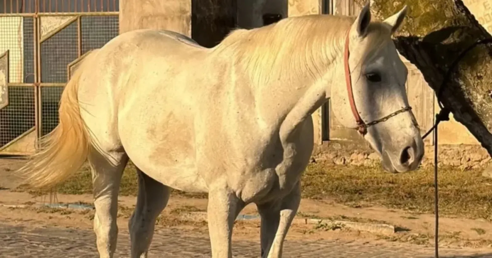 Cavalo Quarto de Milha é devolvido após passar por compradores na Bahia