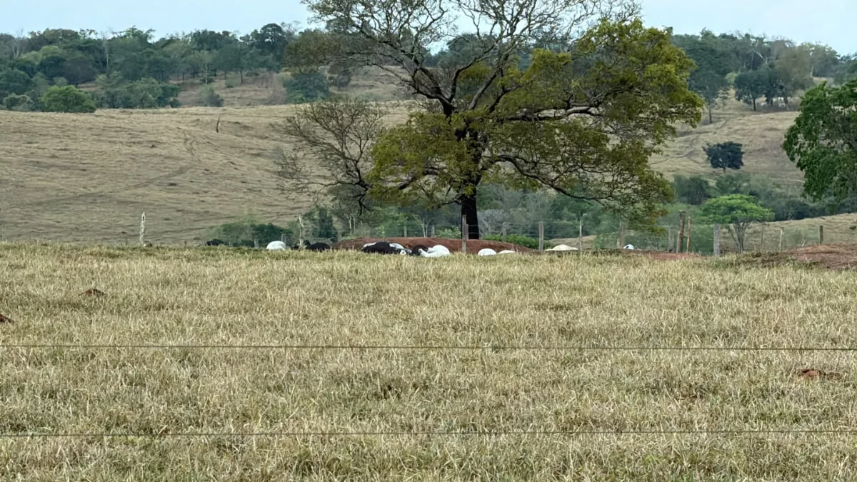Descarga elétrica mata 61 bois antes de leilão em Água Limpa de Goiás