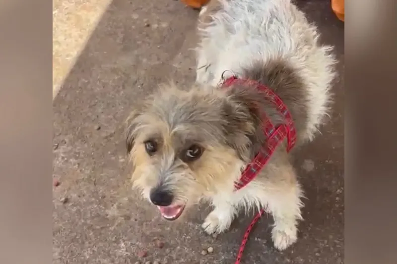 Vitória deixa bueiro e passa a viver em sítio com cães adotados em Acreúna
