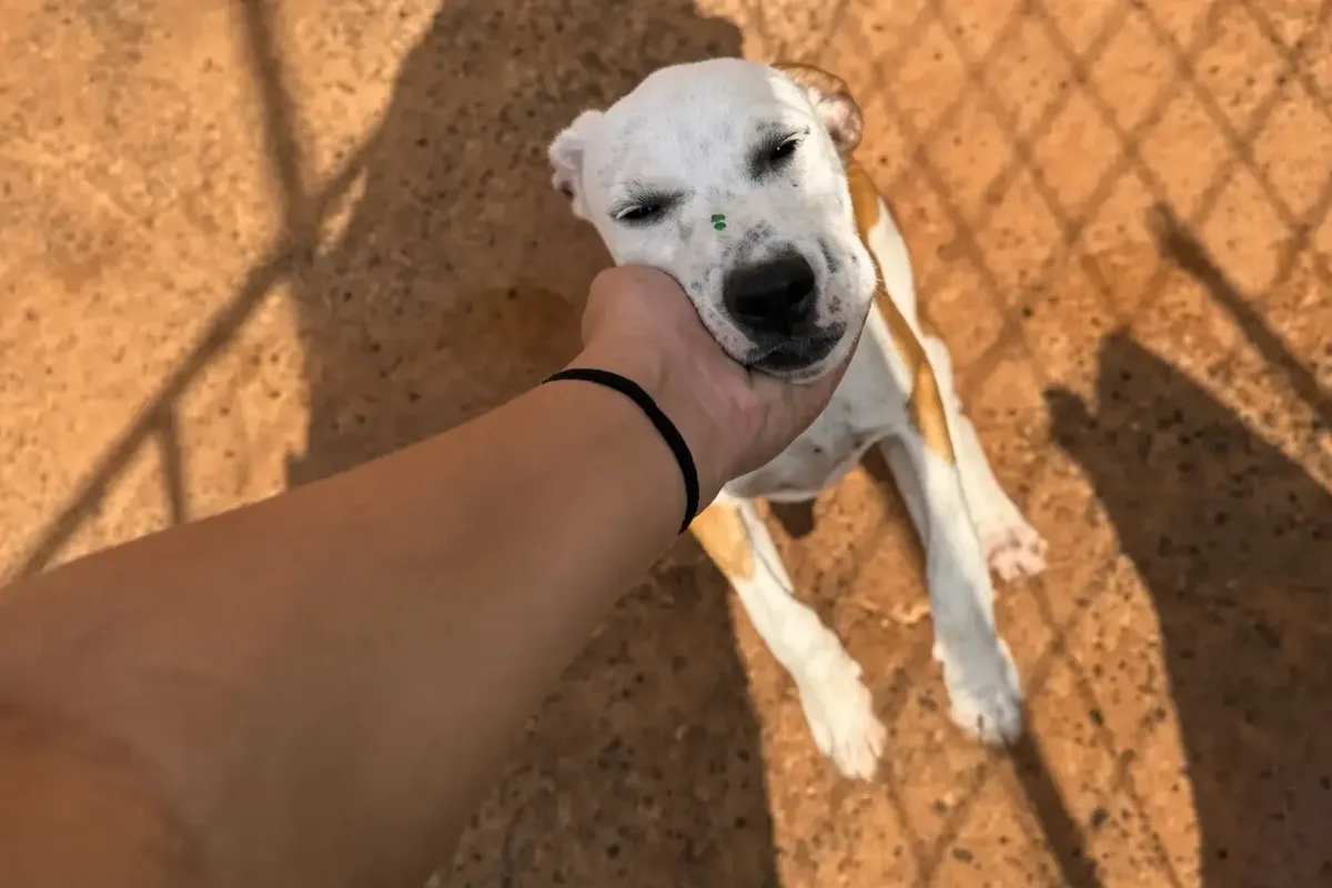 Adota RV orienta candidatos e acompanha processos de adoção de cães e gatos