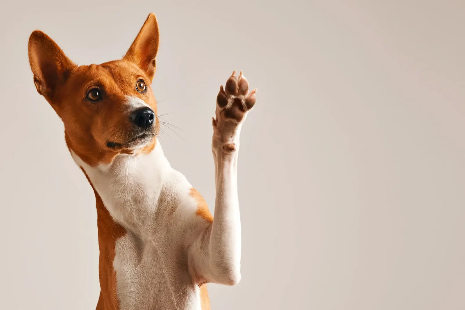 Goiânia recebe feira de adoção de cães no Shopping Bougainville