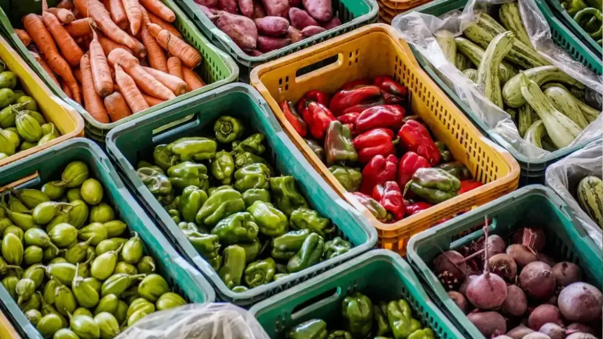 Ceasa-GO aponta reajustes em produtos como pepino, cebola e tomate