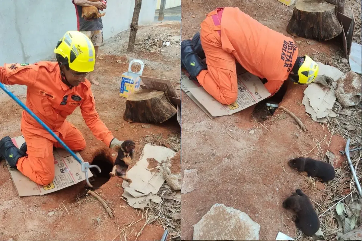 Filhotes são retirados de buraco em lote baldio de Caldas Novas
