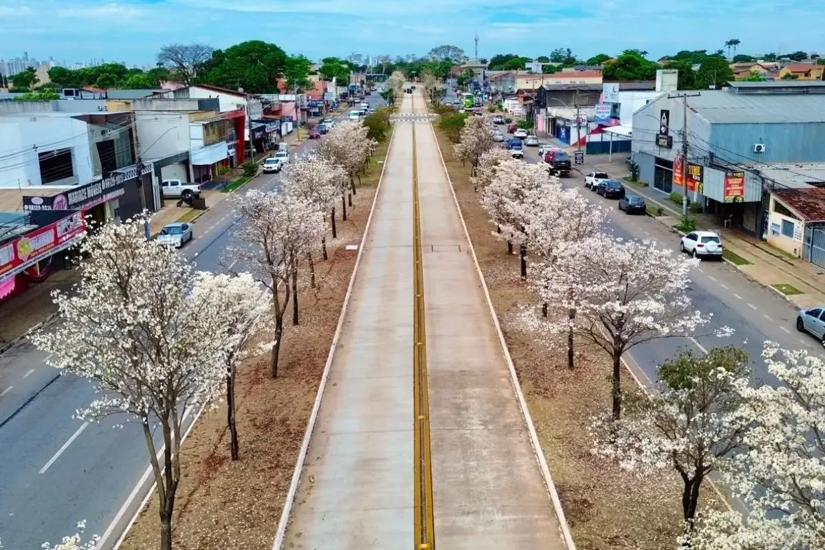 Ipê-branco perde as folhas e concentra a florada durante a estiagem em Goiânia