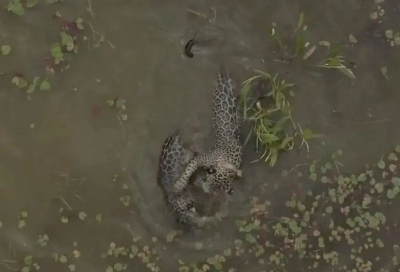 Aracy conduz Mocoha em mergulhos e explorações pela água no Pantanal