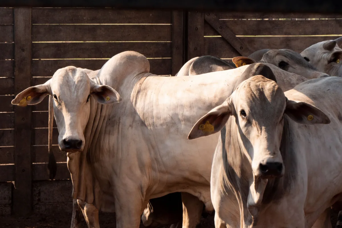 GTAs entram em apuração sobre origem de gado furtado em Goiás
