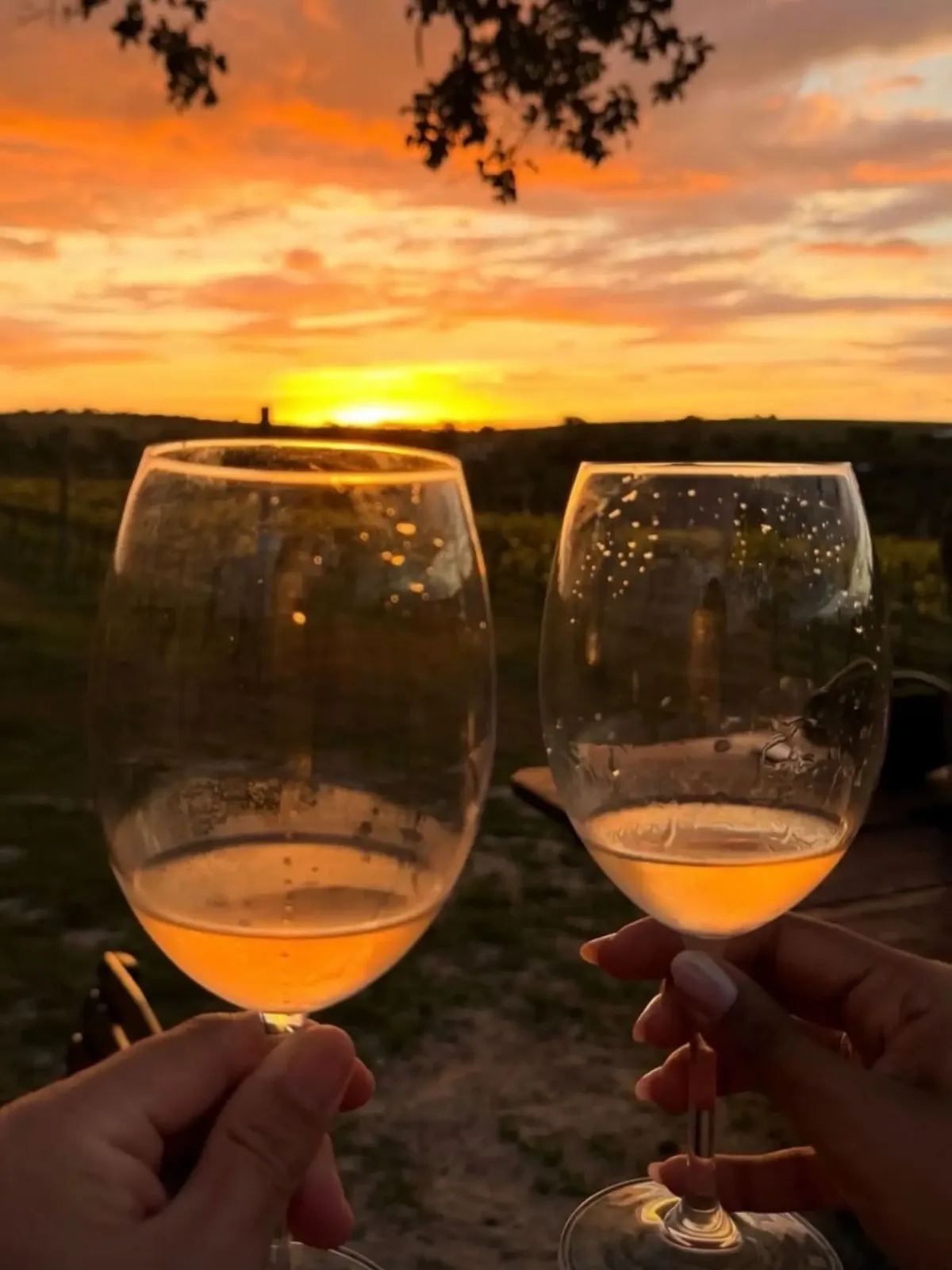 Goiás registra crescimento de vinícolas e chega a 161 vinhos formalizados