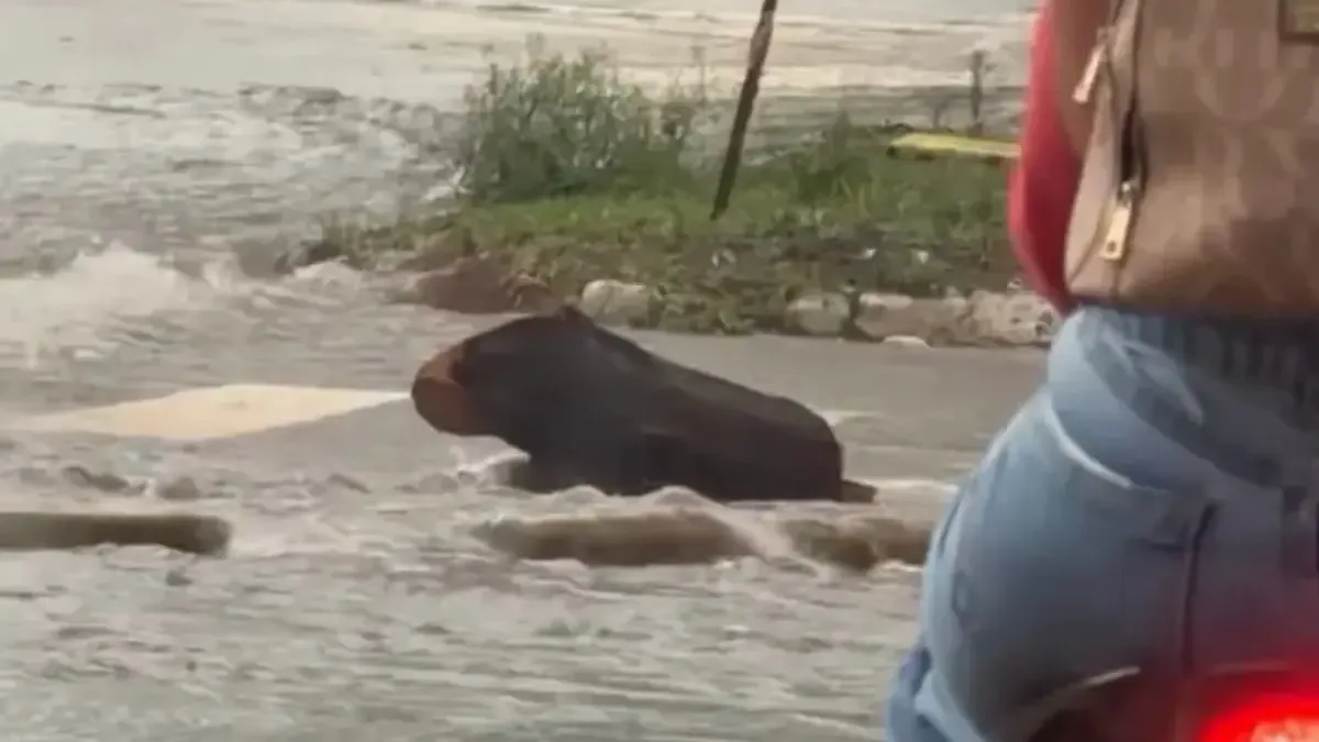 Motorista identifica tronco após confundi-lo com capivara em avenida de Goiânia