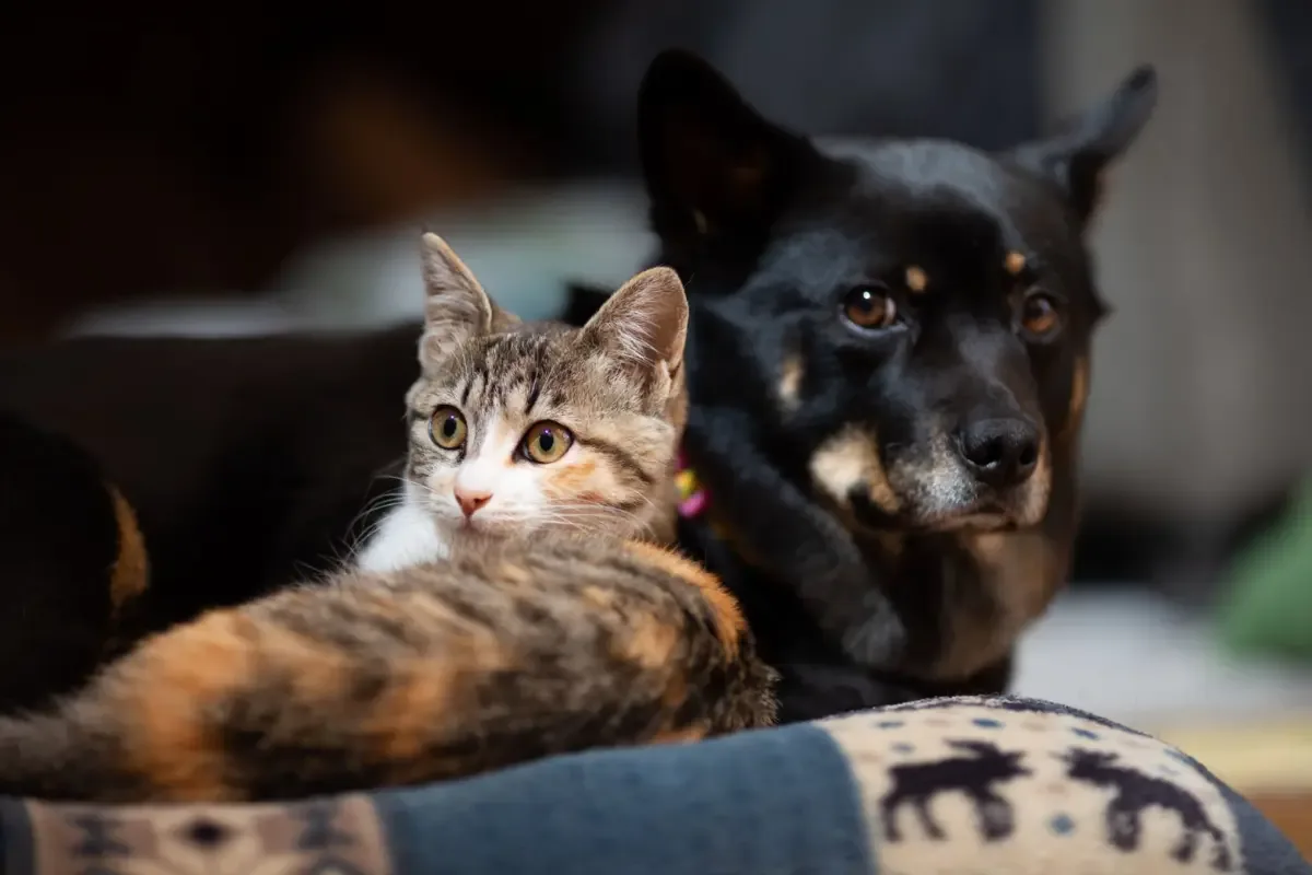 Goiânia prepara programa gratuito de castração para cães e gatos