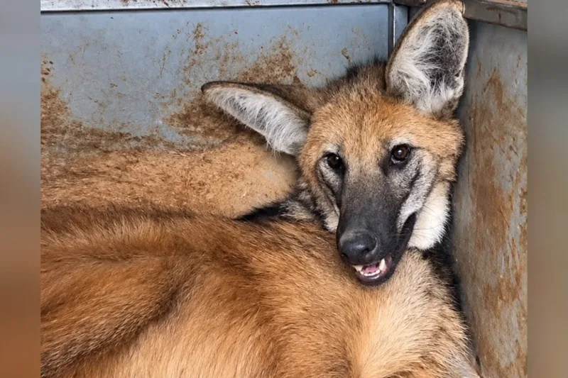 Lobo-guará ferido é capturado em propriedade rural de Jataí
