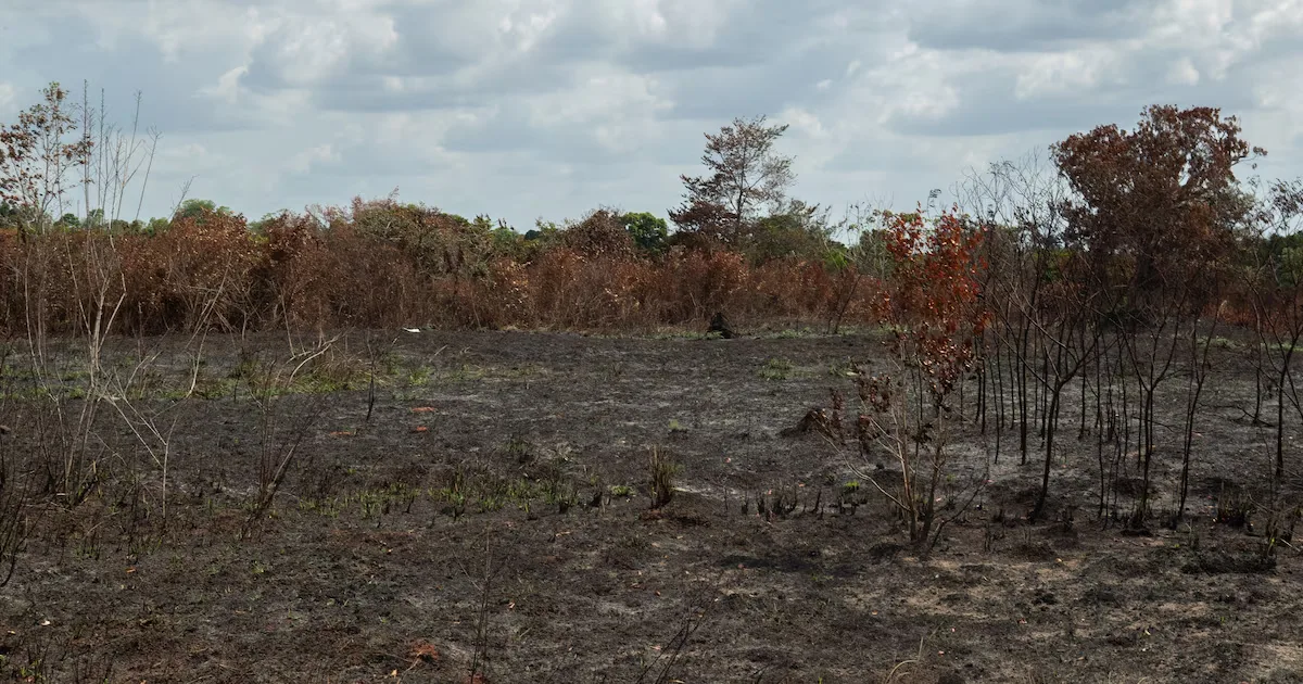 Secas sucessivas reduzem resiliência da Amazônia antes de novo El Niño