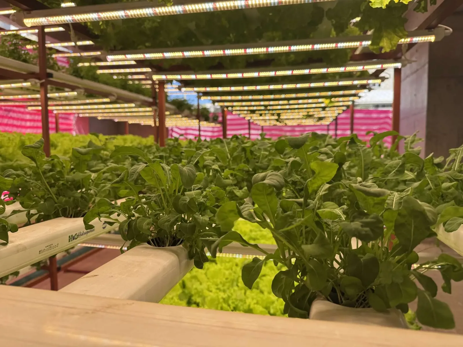 Horta hidropônica em obra de Goiânia entrega verduras a moradores