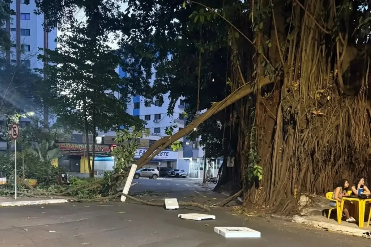 Queda de galho leva Goiânia a reforçar segurança em praça com quatro gameleiras