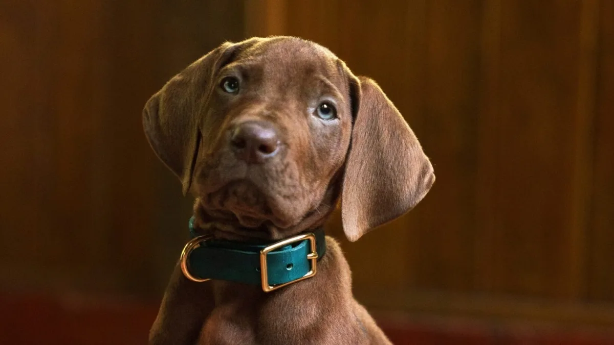 Netflix conclui gravações de série live-action de Scooby-Doo